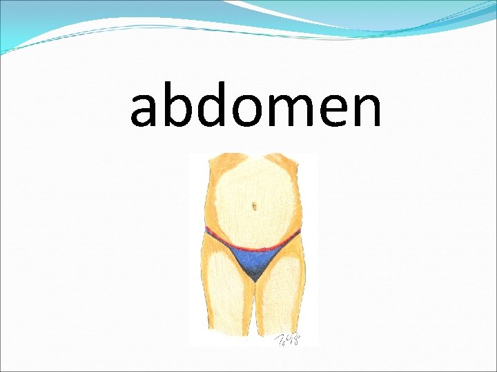 abdomen 