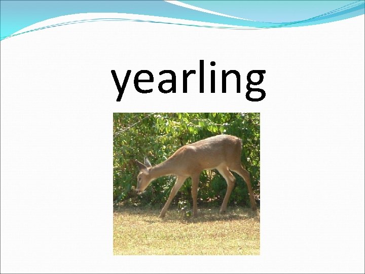 yearling 