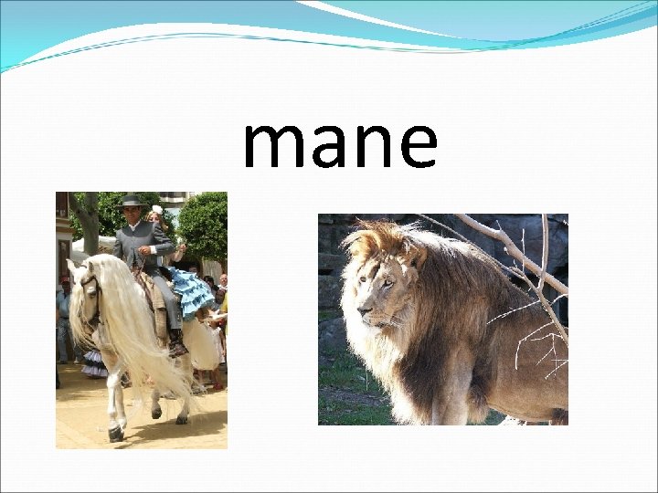 mane 