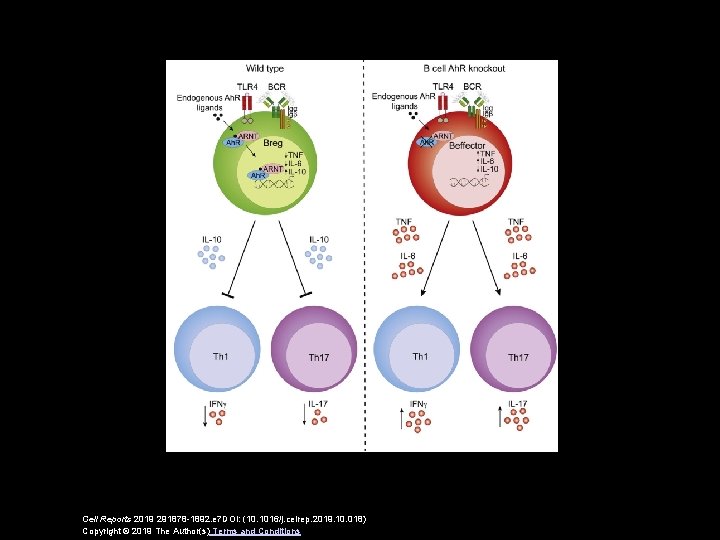 Cell Reports 2019 291878 -1892. e 7 DOI: (10. 1016/j. celrep. 2019. 10. 018)