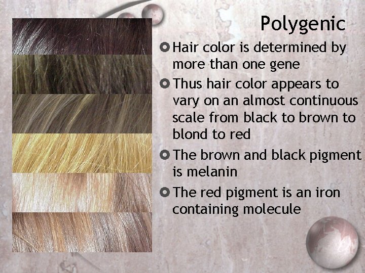 Polygenic Hair color is determined by more than one gene Thus hair color appears