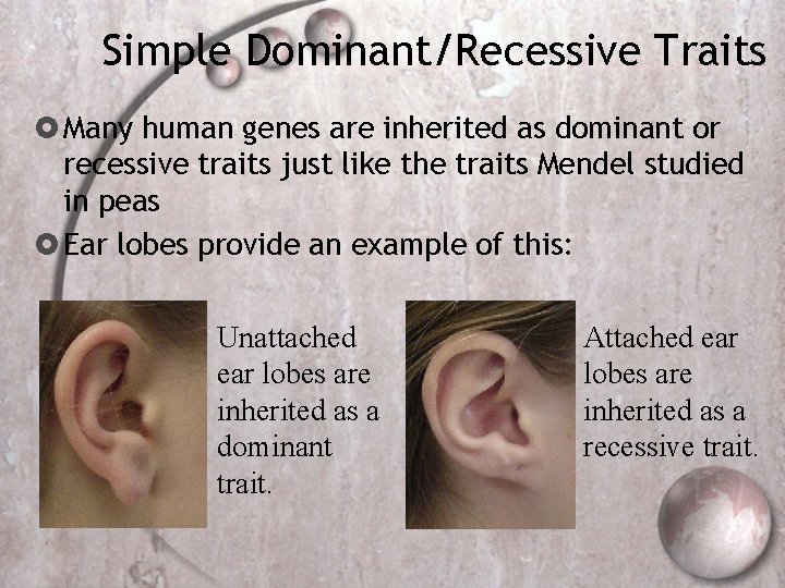 Simple Dominant/Recessive Traits Many human genes are inherited as dominant or recessive traits just