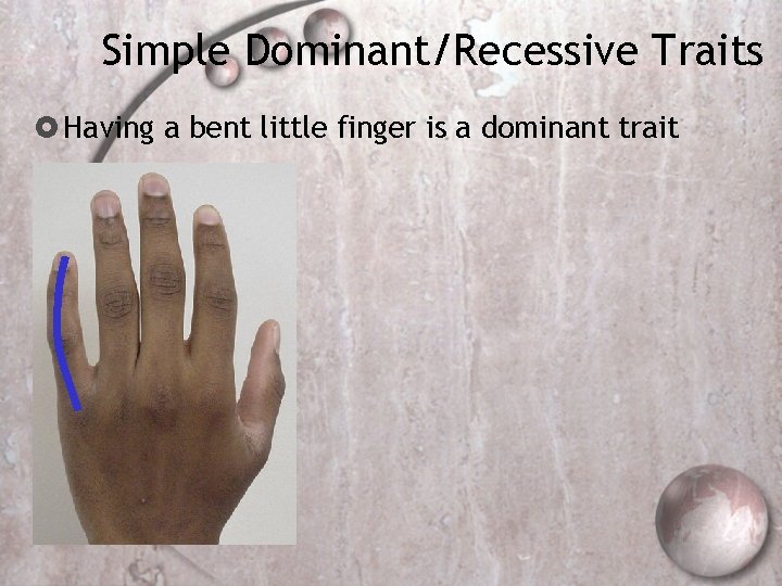 Simple Dominant/Recessive Traits Having a bent little finger is a dominant trait 