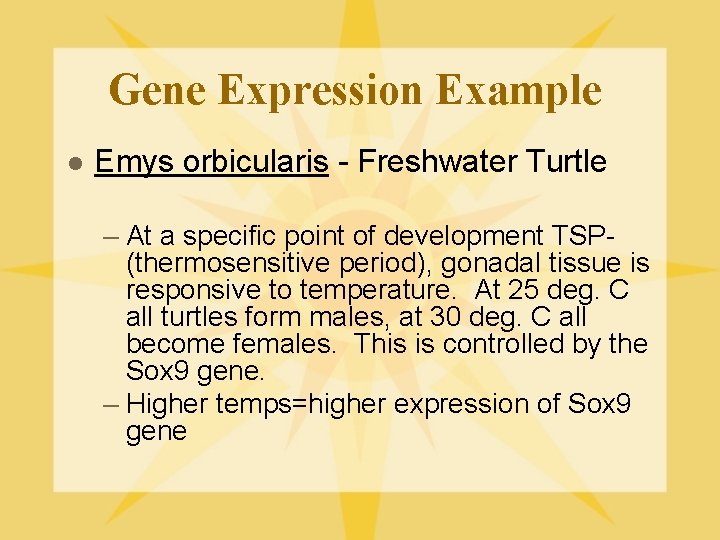 Gene Expression Example l Emys orbicularis - Freshwater Turtle – At a specific point