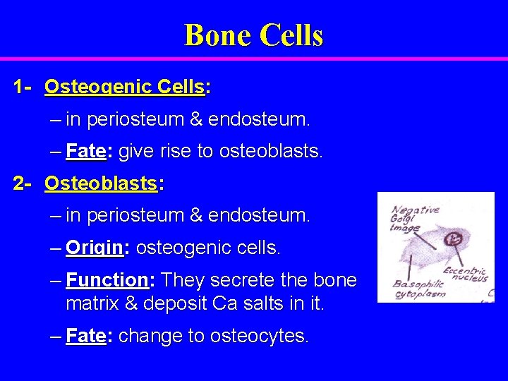 Bone Cells 1 - Osteogenic Cells: – in periosteum & endosteum. – Fate: give