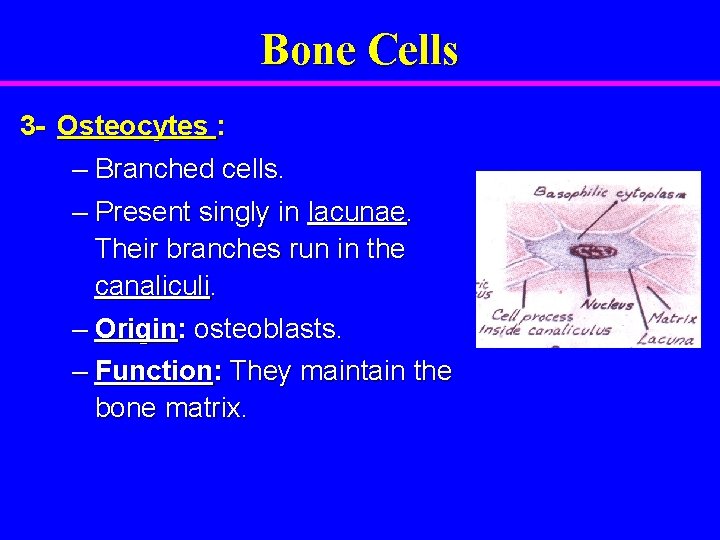 Bone Cells 3 - Osteocytes : – Branched cells. – Present singly in lacunae.