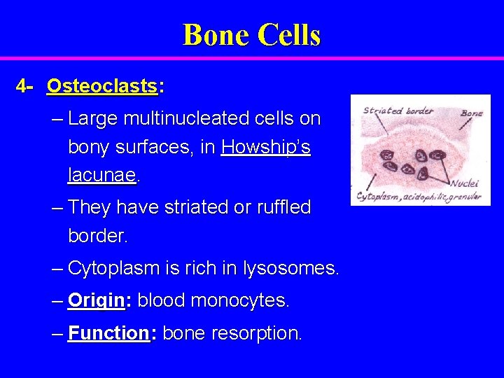 Bone Cells 4 - Osteoclasts: – Large multinucleated cells on bony surfaces, in Howship’s