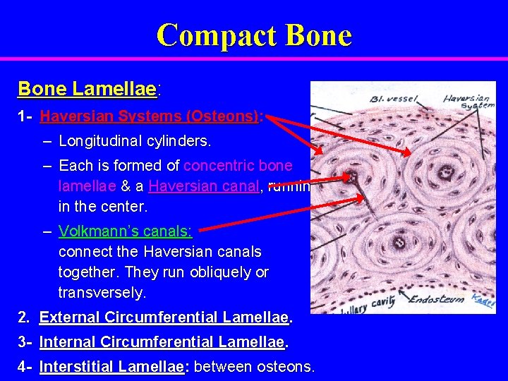Compact Bone Lamellae: 1 - Haversian Systems (Osteons): – Longitudinal cylinders. – Each is