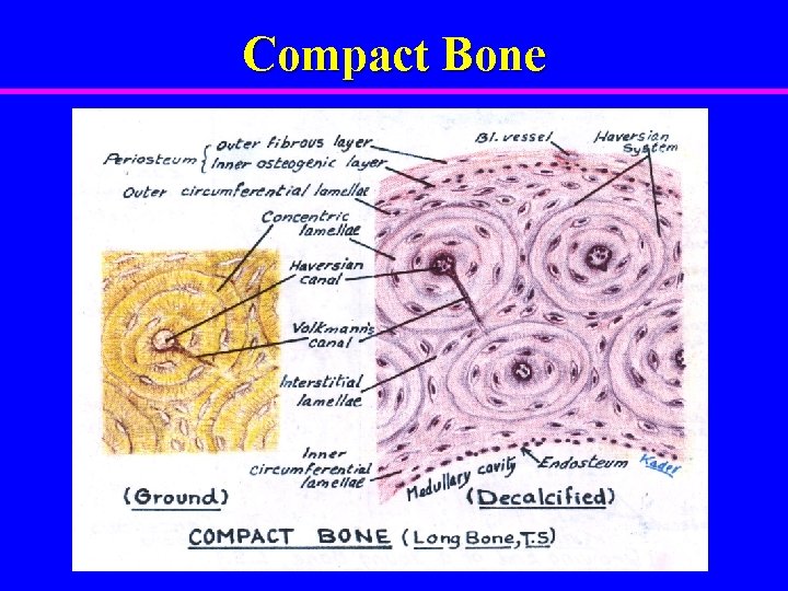 Compact Bone 