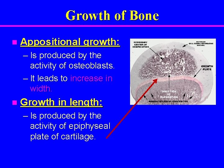 Growth of Bone n Appositional growth: – Is produced by the activity of osteoblasts.
