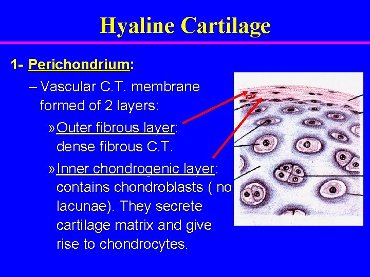 Hyaline Cartilage 1 - Perichondrium: – Vascular C. T. membrane formed of 2 layers: