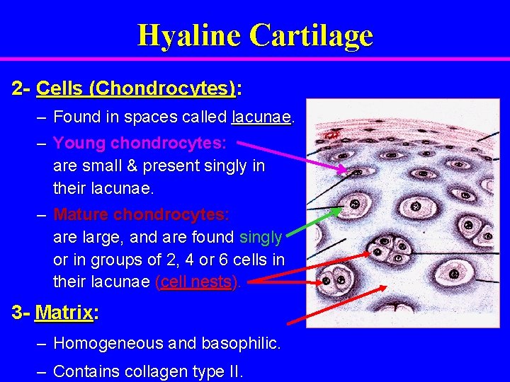 Hyaline Cartilage 2 - Cells (Chondrocytes): – Found in spaces called lacunae. – Young