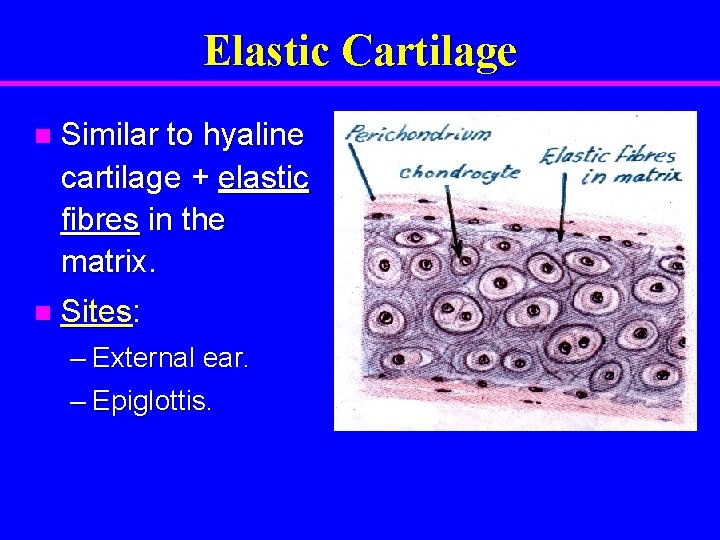 Elastic Cartilage n Similar to hyaline cartilage + elastic fibres in the matrix. n