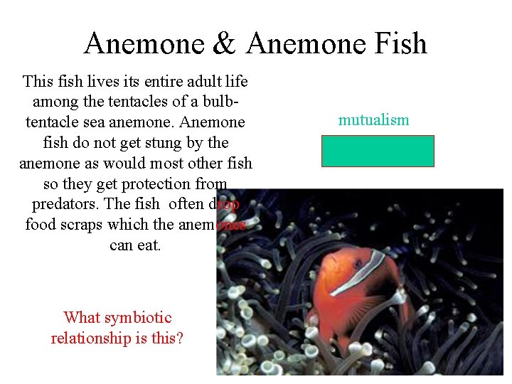Anemone & Anemone Fish This fish lives its entire adult life among the tentacles