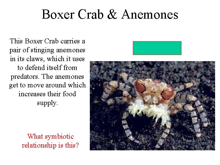 Boxer Crab & Anemones This Boxer Crab carries a pair of stinging anemones in