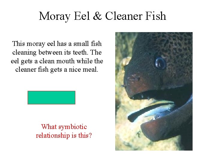 Moray Eel & Cleaner Fish This moray eel has a small fish cleaning between