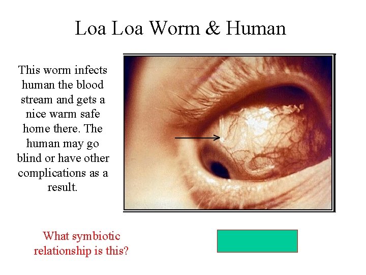 Loa Worm & Human This worm infects human the blood stream and gets a