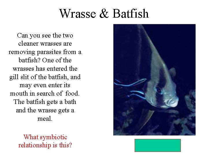 Wrasse & Batfish Can you see the two cleaner wrasses are removing parasites from