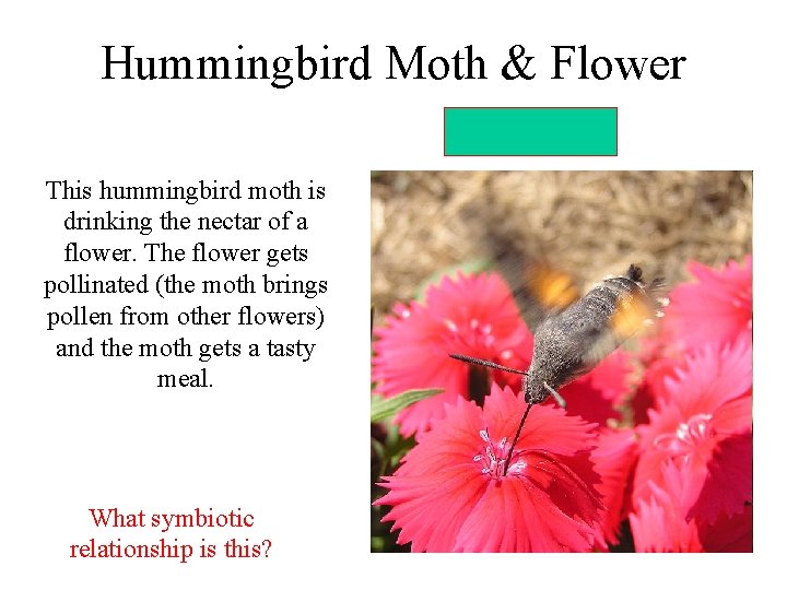 Hummingbird Moth & Flower mutualism This hummingbird moth is drinking the nectar of a