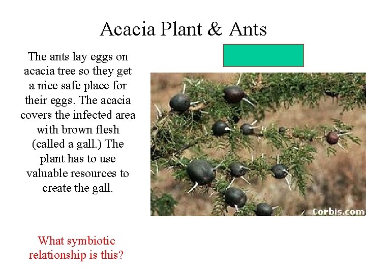 Acacia Plant & Ants The ants lay eggs on acacia tree so they get