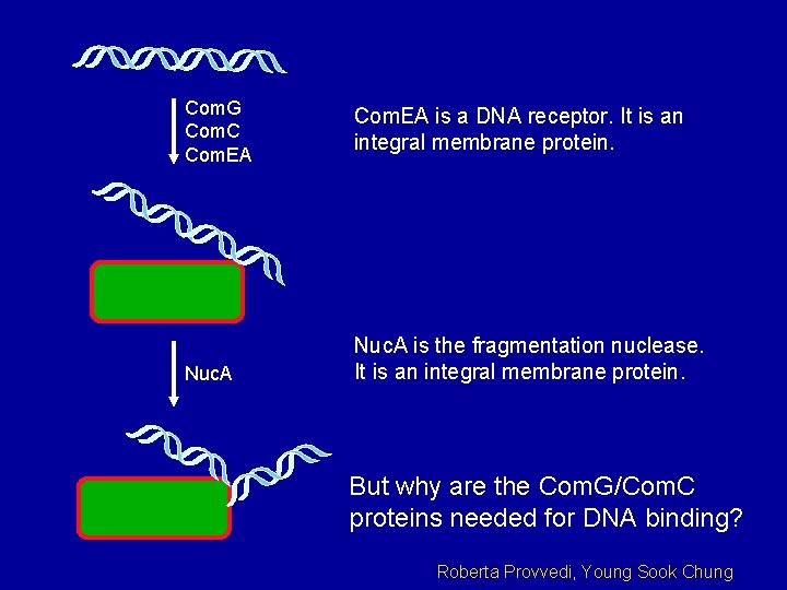Com. G Com. C Com. EA Nuc. A Com. EA is a DNA receptor.