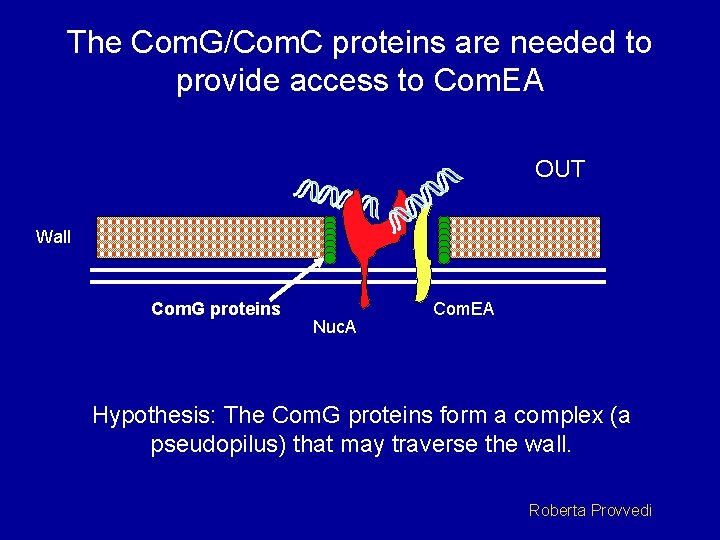 The Com. G/Com. C proteins are needed to provide access to Com. EA OUT
