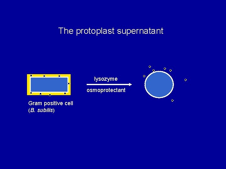 The protoplast supernatant lysozyme osmoprotectant Gram positive cell (B. subilis) 