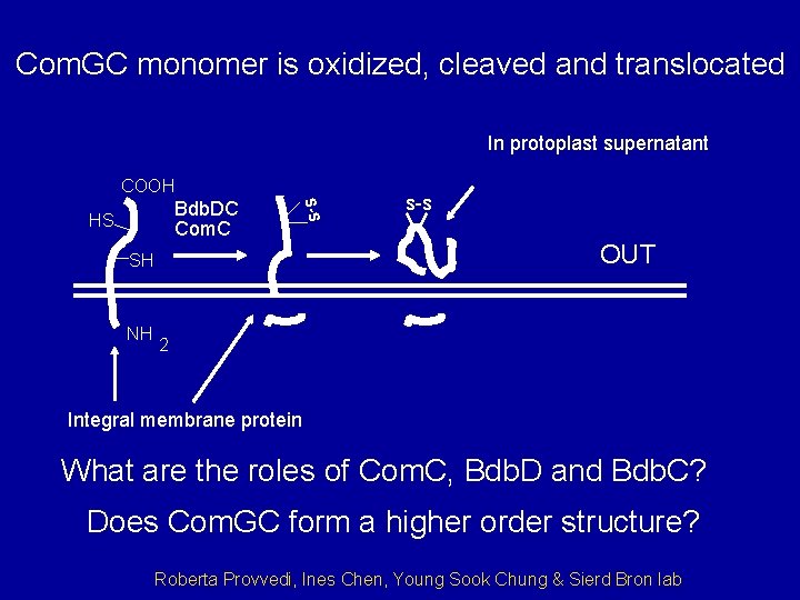 Com. GC monomer is oxidized, cleaved and translocated In protoplast supernatant COOH S-S Bdb.