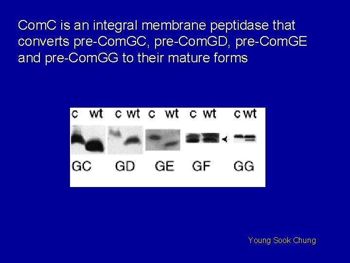 Com. C is an integral membrane peptidase that converts pre-Com. GC, pre-Com. GD, pre-Com.