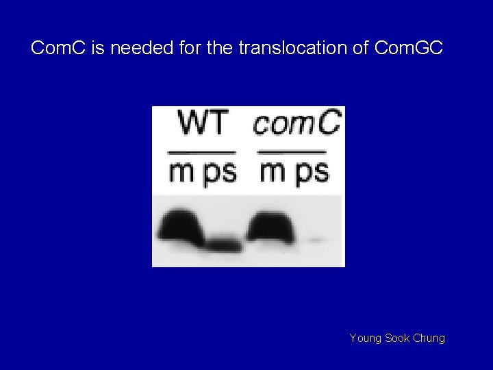 Com. C is needed for the translocation of Com. GC Young Sook Chung 