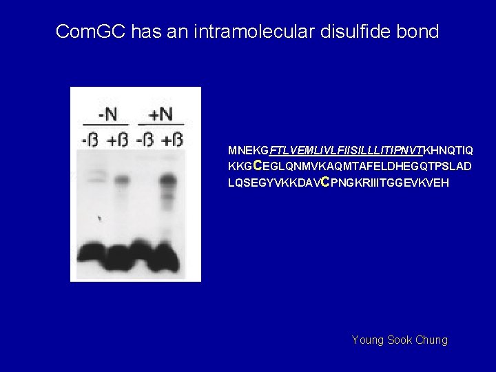 Com. GC has an intramolecular disulfide bond MNEKGFTLVEMLIVLFIISILLLITIPNVTKHNQTIQ KKGCEGLQNMVKAQMTAFELDHEGQTPSLAD LQSEGYVKKDAVCPNGKRIIITGGEVKVEH Young Sook Chung 