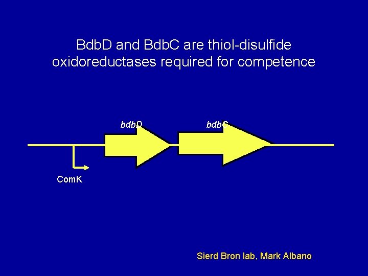 Bdb. D and Bdb. C are thiol-disulfide oxidoreductases required for competence bdb. D bdb.