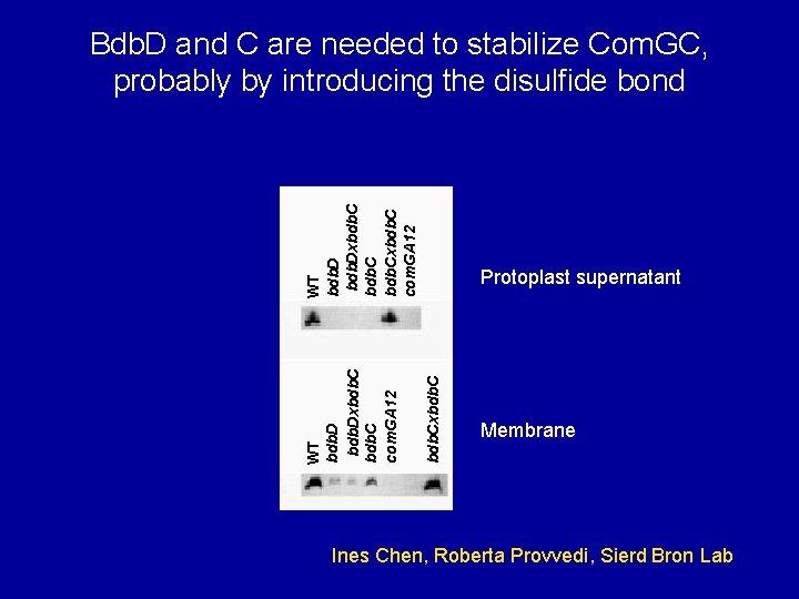 Protoplast supernatant bdb. Cxbdb. C WT bdb. Dxbdb. C com. GA 12 WT bdb.
