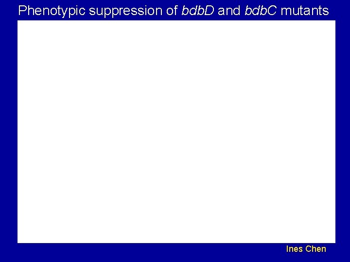 Phenotypic suppression of bdb. D and bdb. C mutants Ines Chen 