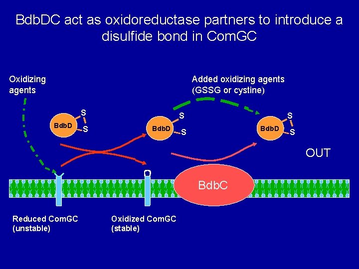 Bdb. DC act as oxidoreductase partners to introduce a disulfide bond in Com. GC