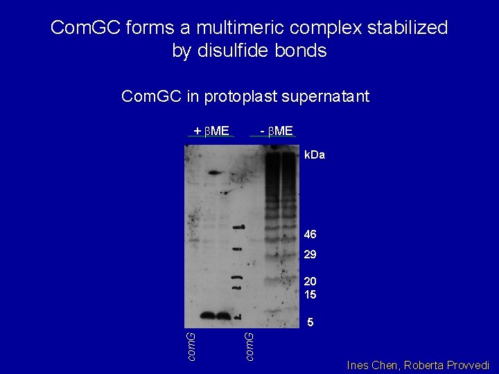 Com. GC forms a multimeric complex stabilized by disulfide bonds Com. GC in protoplast