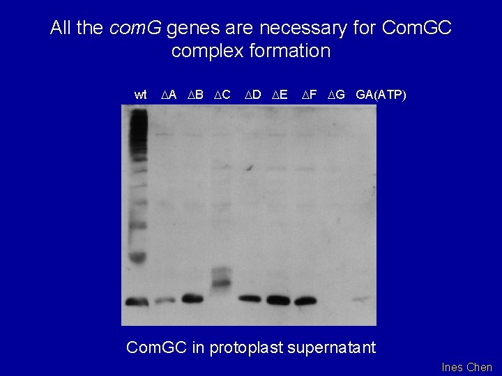 All the com. G genes are necessary for Com. GC complex formation wt DA