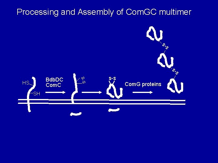 Processing and Assembly of Com. GC multimer s- s SH S-S Bdb. DC Com.