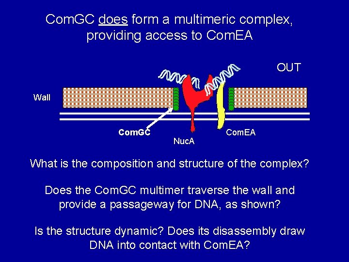 Com. GC does form a multimeric complex, providing access to Com. EA OUT Wall