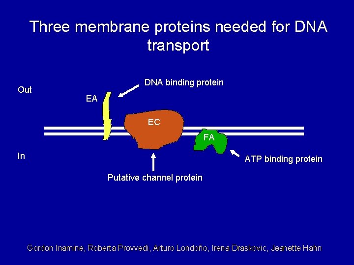 Three membrane proteins needed for DNA transport Out DNA binding protein EA EC FA