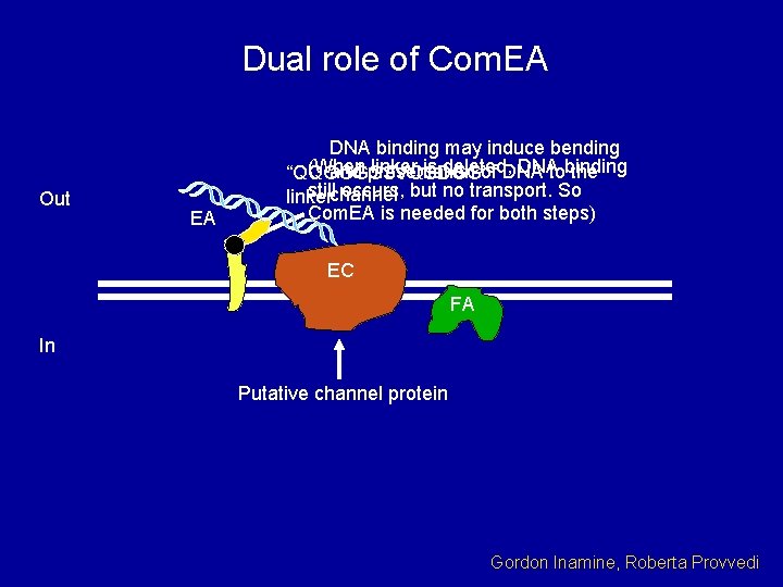 Dual role of Com. EA Out EA DNA binding may induce bending (When linker