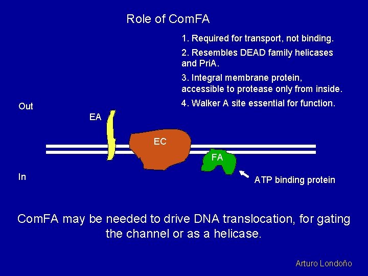 Role of Com. FA 1. Required for transport, not binding. 2. Resembles DEAD family
