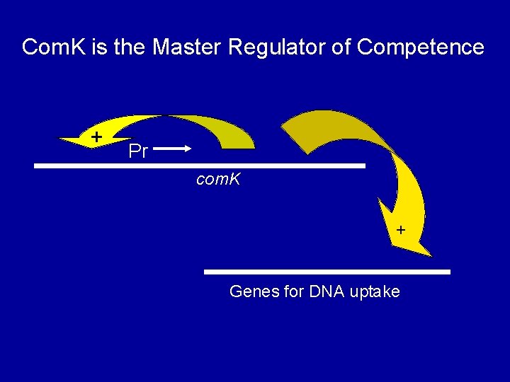 Com. K is the Master Regulator of Competence + Pr com. K + Genes