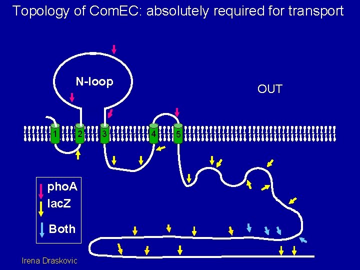 Topology of Com. EC: absolutely required for transport N-loop 1 2 pho. A lac.