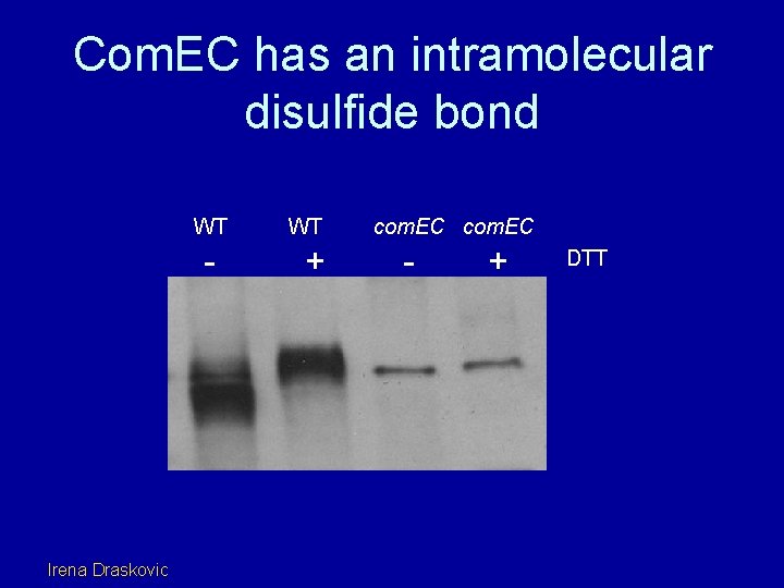 Com. EC has an intramolecular disulfide bond WT - Irena Draskovic WT + com.