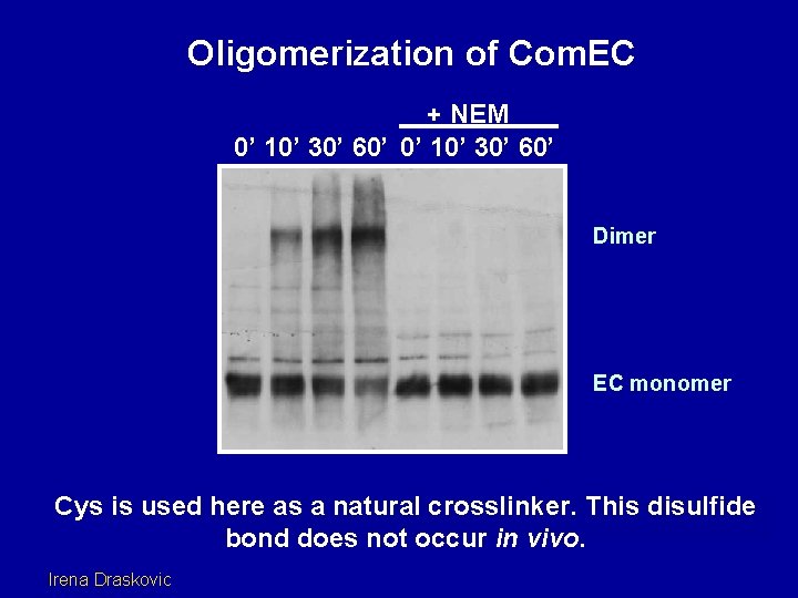 Oligomerization of Com. EC + NEM 0’ 10’ 30’ 60’ Dimer EC monomer Cys