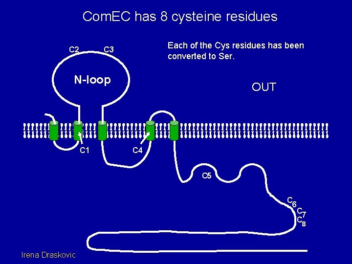 Com. EC has 8 cysteine residues C 2 Each of the Cys residues has