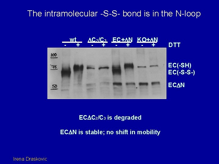 The intramolecular -S-S- bond is in the N-loop C 2 and C 3 form