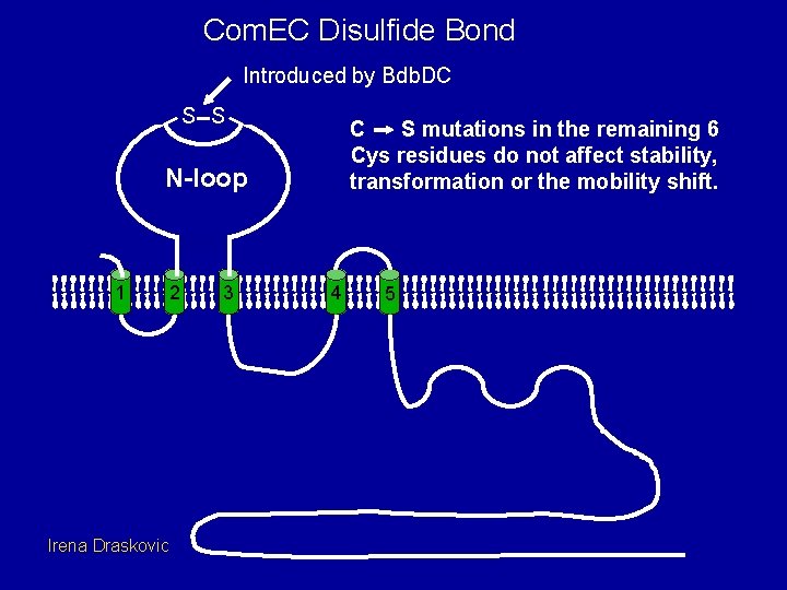 Com. EC Disulfide Bond Introduced by Bdb. DC S S C S mutations in