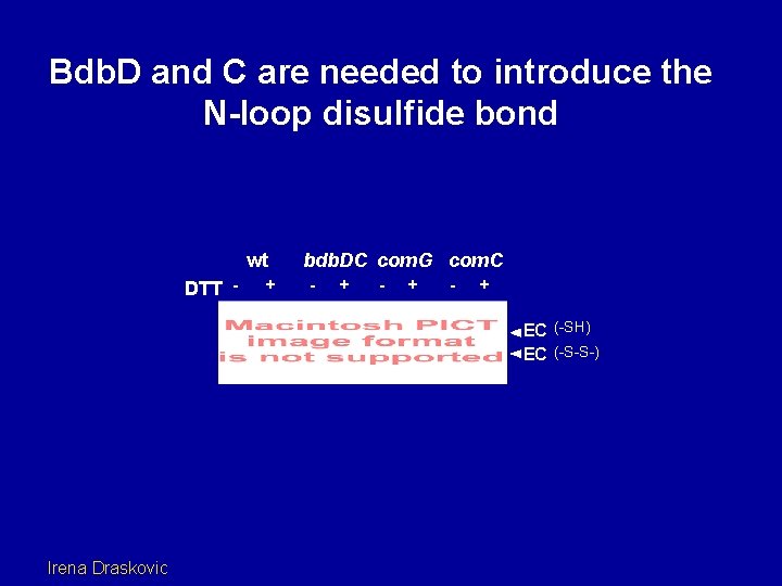 Bdb. D and C are needed to introduce the N-loop disulfide bond wt DTT